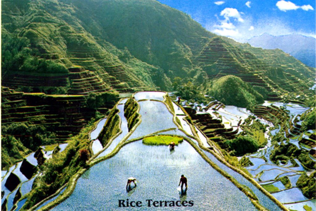 O Save Rice Parishioners Plant Trees to Save Rice Terraces - World Mission